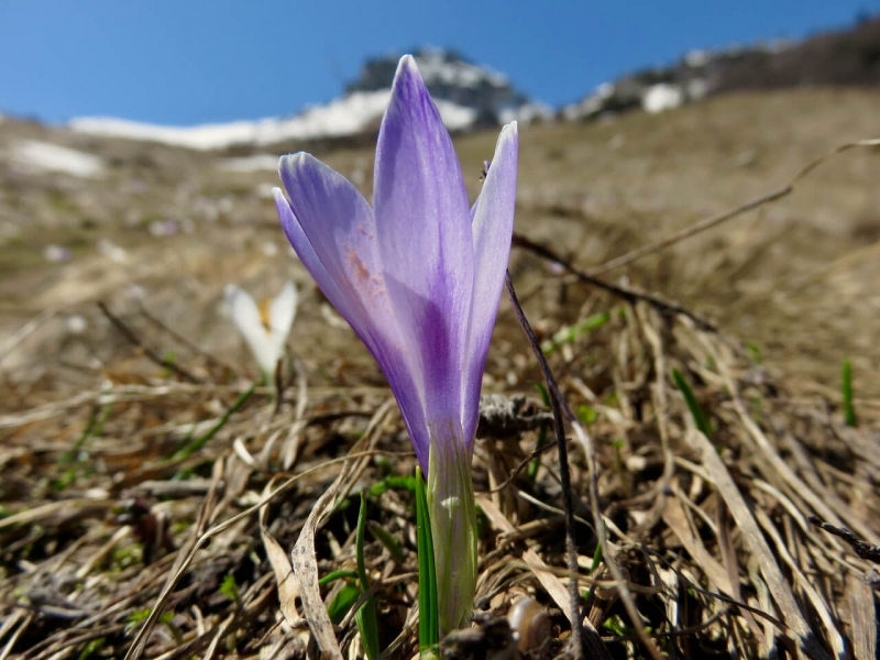 Luca Vivan, formazione, crocus, casera Lodina, Dolomiti Friulane, Friuli