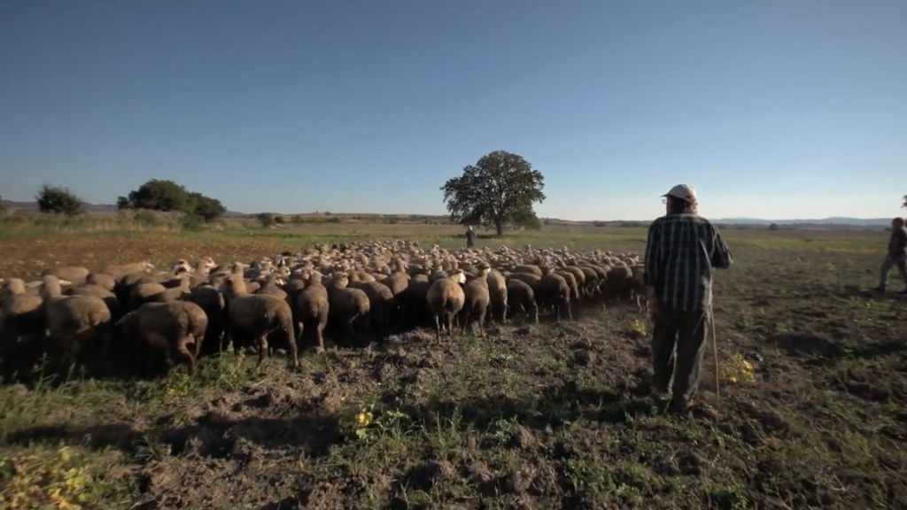 Luca Vivan, blogger, Roberto Zazzara, Transumanza, transhumance, tratturo, pecore