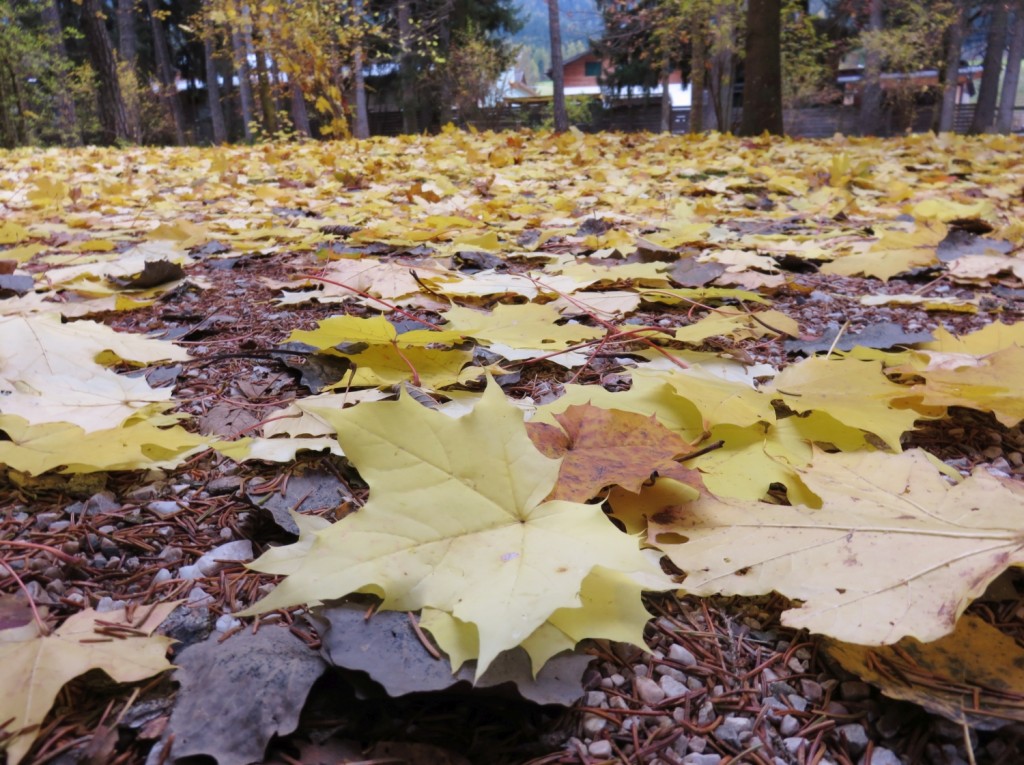 Luca Vivan, eco blogger, ben-essere, Sud Tirolo, Alto Adige, Villabassa, foliage