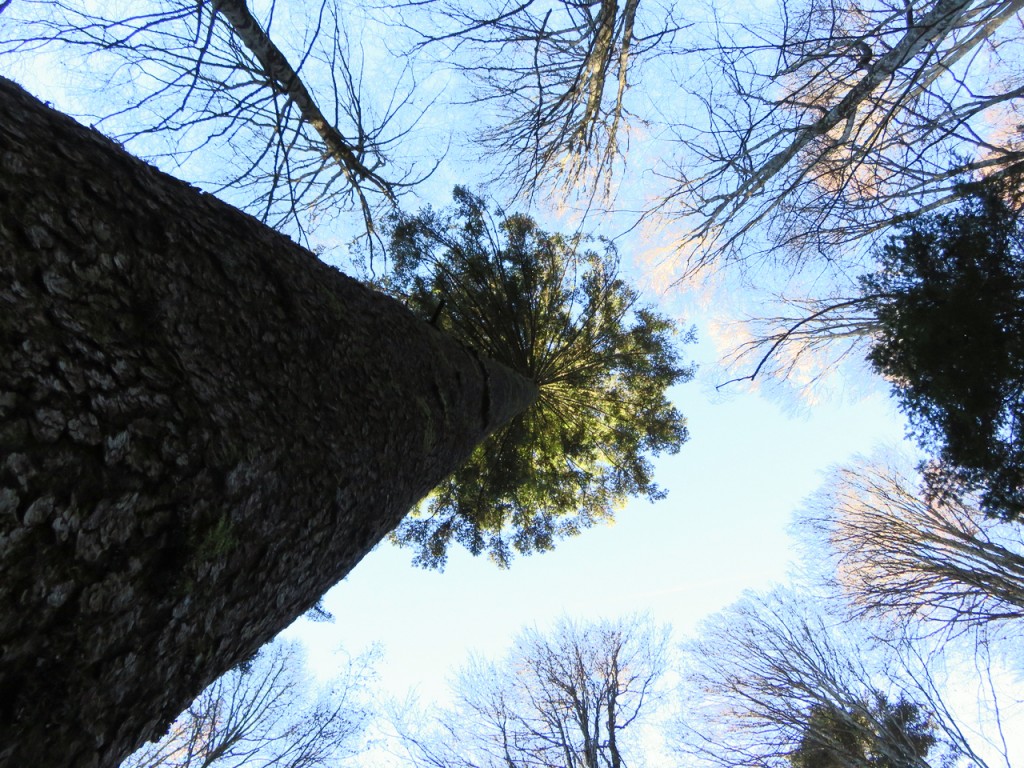 Luca Vivan, bosco, Cansiglio, il segreto del bosco vecchio, Dino Buzzati, turismo consapevole