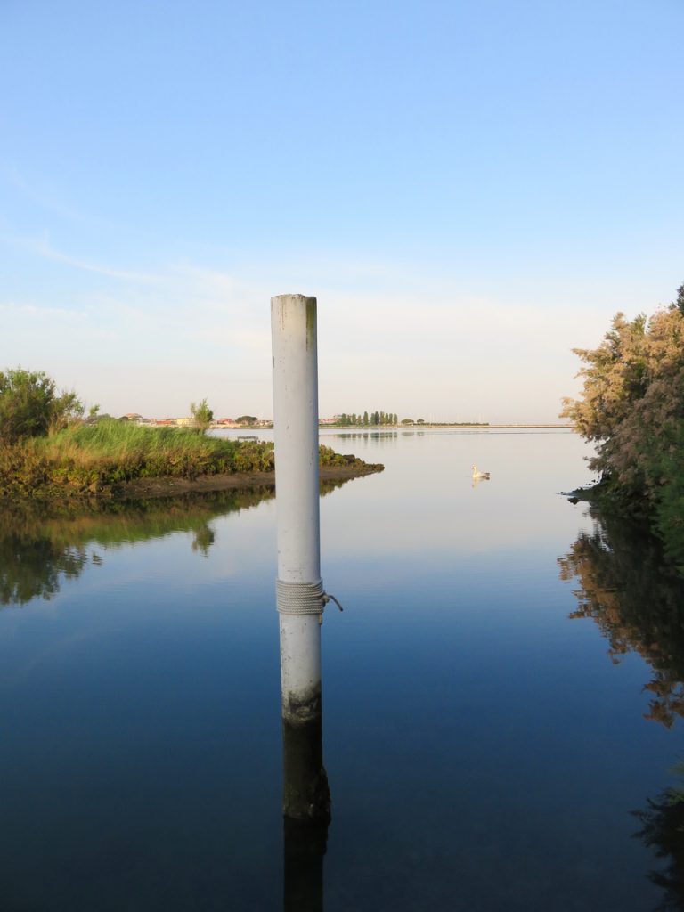 Grado, followGrado, TBnet, laguna di Grado, valle del Moro, cigno