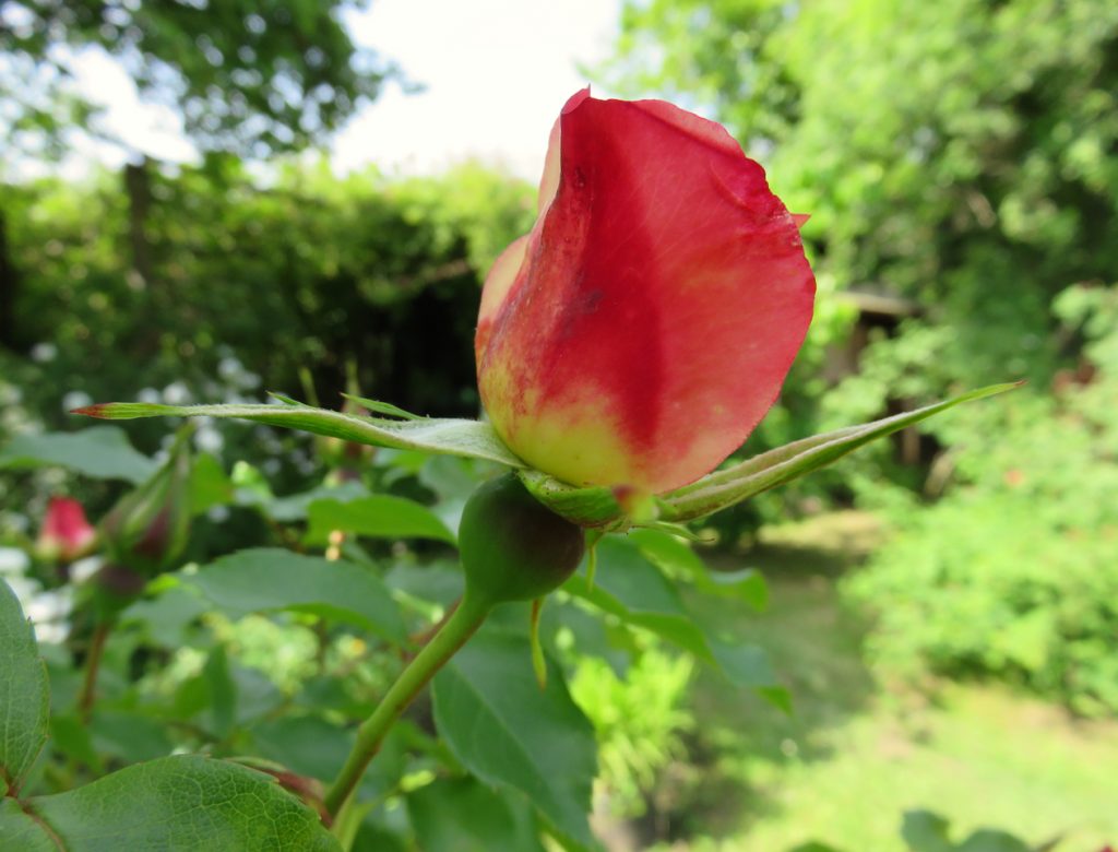  estate, rosa, giardino rose Artegna, Friuli