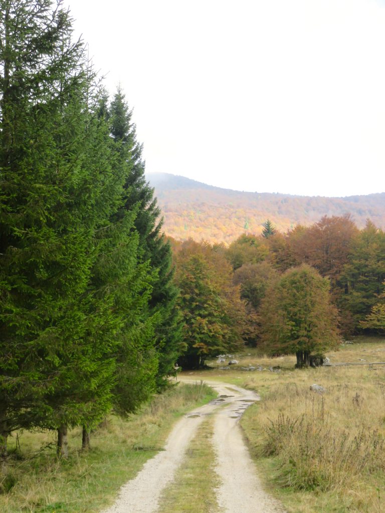  autunno, Piancavallo, Friuli-Venezia Giulia, Pordenone, foliage