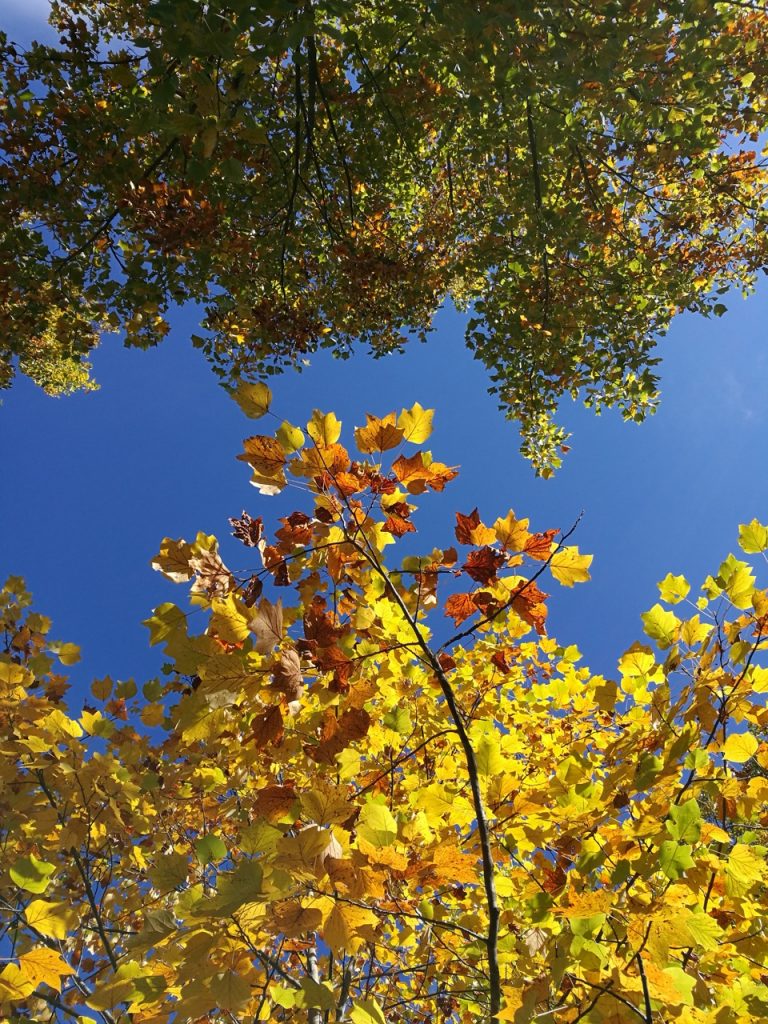  autunno, foliage, Pordenone, parco del seminario Pordenone, Friuli-Venezia Giulia, autunno