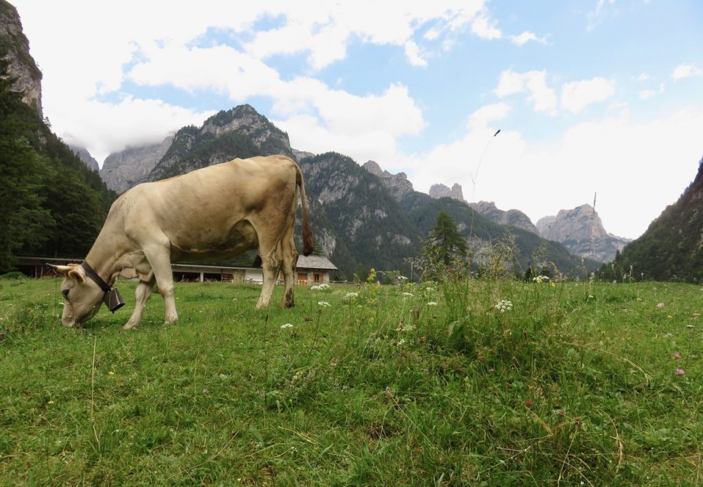 Alpi segrete, Val Cimoliana, Dolomiti friulane, Friuli Venezia Giulia, pian pagnon, malghe Friuli