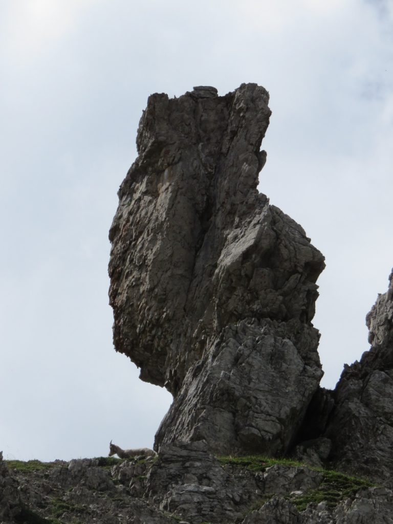  Sciamanesimo, Friuli, Friuli Venezia Giulia, Dolomiti Friulane, Val Cimoliana, benandanti, camoscio