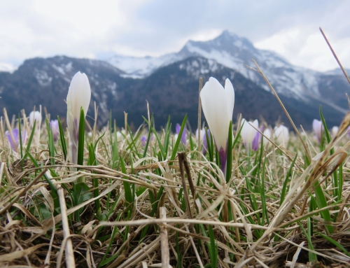 Il legame con la terra, lo sciamanesimo in Friuli