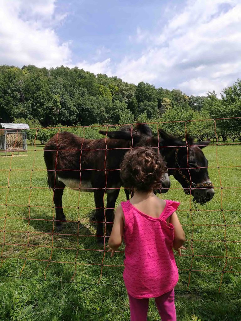  Ciuco Raduno, Parco Rurale San Floriano, Polcenigo, Friuli-Venezia Giulia, donkey, asino, turismo lento, ecoturismo, Compagnia degli Asinelli, bambino