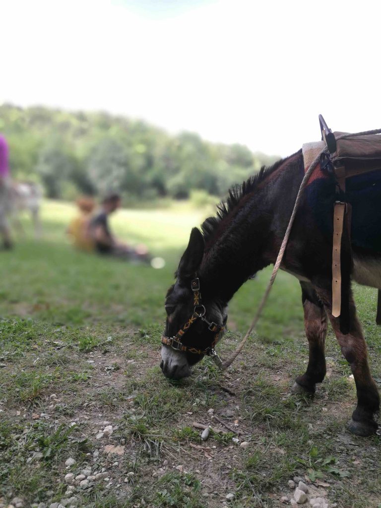 Ciuco Raduno, Parco Rurale San Floriano, Polcenigo, Friuli-Venezia Giulia, donkey, asino, turismo lento, ecoturismo, slow living