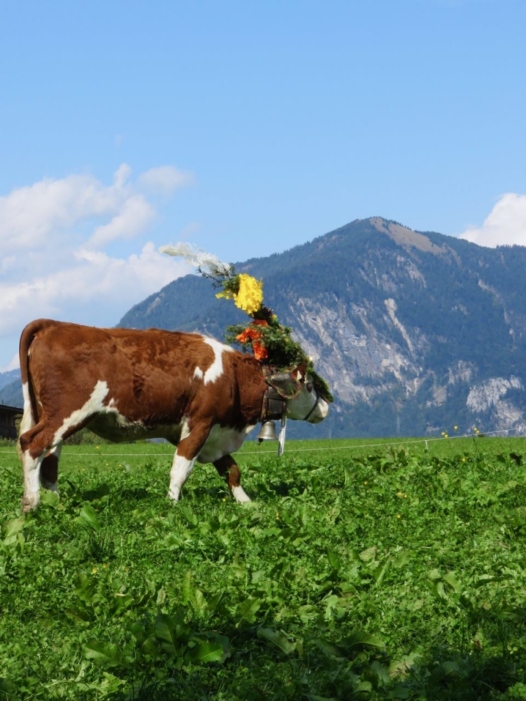 Alpbachtal, Tirolo, Austria, transumanza Alpbachtal, Reith Im Alpbachtal, trashumance,almabtrieb