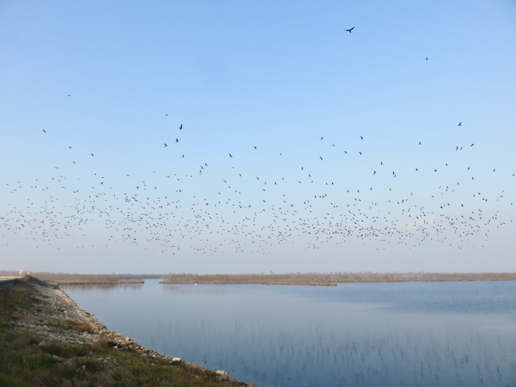 Delta del Po, Rosolina, Rovigo, Veneto, via delle valli Rosolina