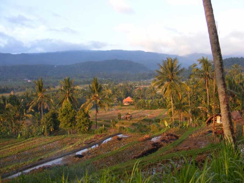 Odorico da Pordenone, Bali, Indonesia, risaie Bali