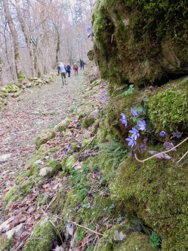 Monti del Friuli, Friuli Venezia Giulia, Andreis, freeuliamo, Parco Dolomiti Friulane, Bosplans