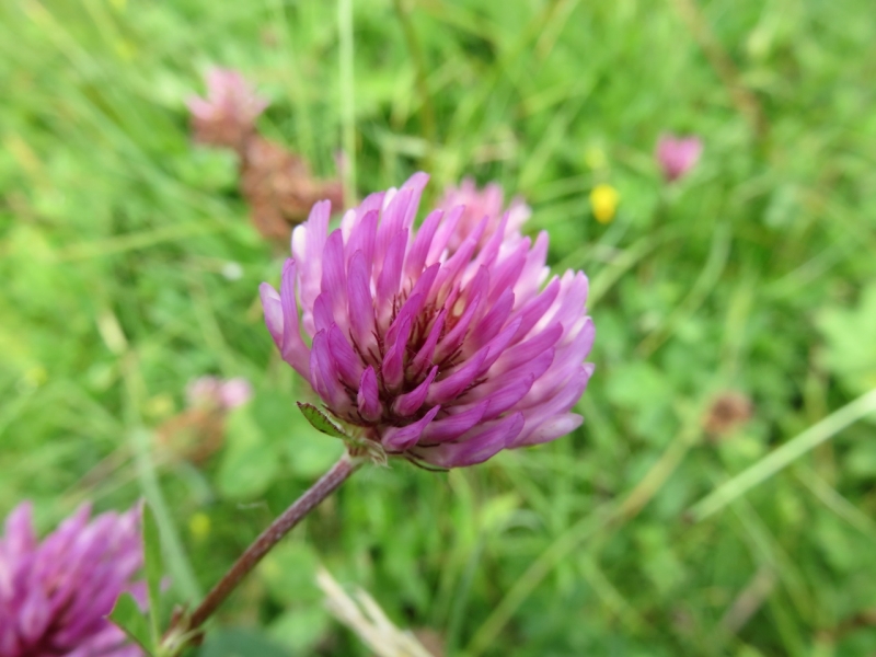 Faschina, Grosses Walsertal, Biosfera Grosses Walsertal, nel Vorarlberg, Vorarlberg, Austria, trifoglio rosso