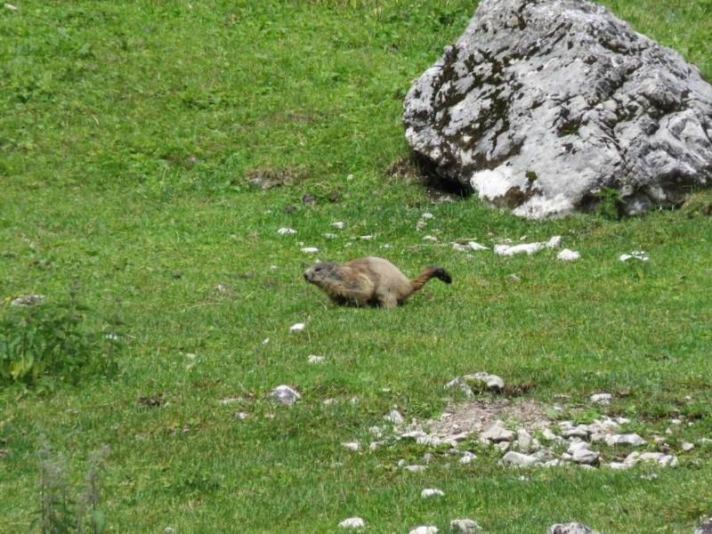  Pramaggiore, Dolomiti Friulane, Friuli, Claut, marmotta