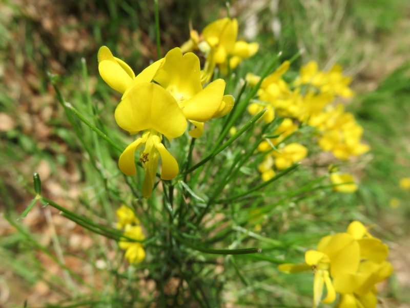 ginestre, Claut, Val settimana, Dolomiti Friulane, Friuli