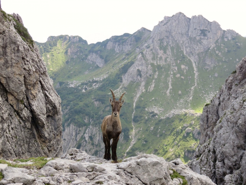 Dolomiti Friulane, Friuli Venezia Giulia, stambecco, Passo del Mus