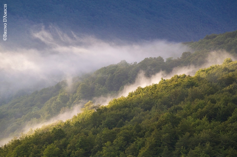 BioPhotoFestival, Bruno D'Amicis, Forest beat, faggete, Faggete vetuste