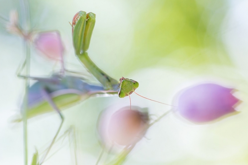 BioPhotoFestival, Hugo Wassermann