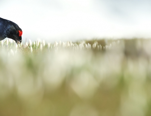 BioPhotoFestival, natura e fotografia in Friuli