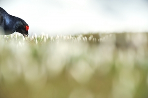 BioPhotoFestival, Mattia Dori, gallo forcello
