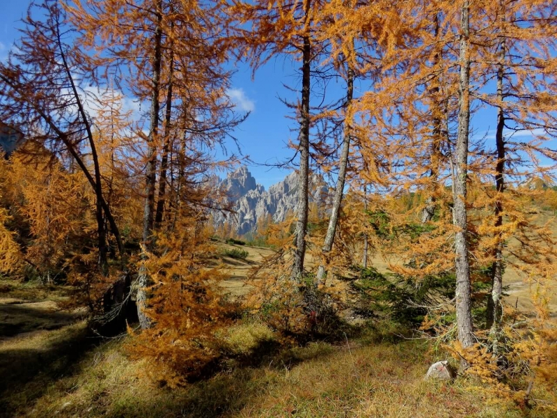 autunno in Friuli, Friuli venezia Giulia, Dolomiti friulane, Forni di Sopra, camporosso