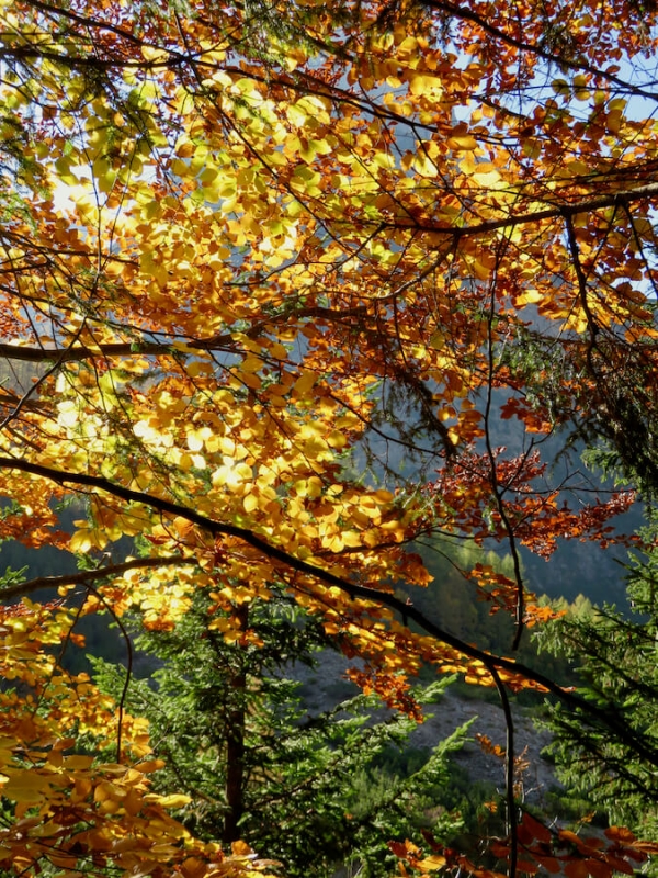 autunno in Friuli, Friuli venezia Giulia, Dolomiti friulane, Pordenone, val cimoliana, faggeta