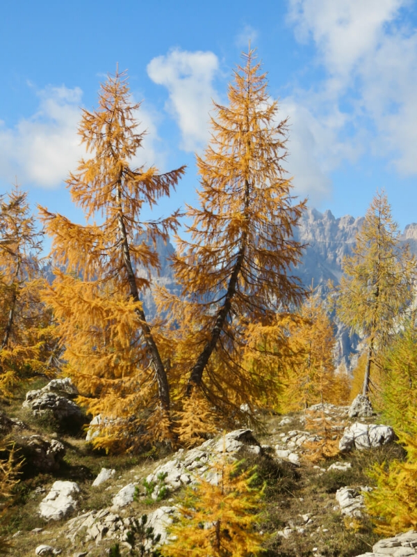 Luca Vivan, anello Dolomiti friulane, Val di Brica, Udine, Forni di Sopra, Dolomiti Friulane, Friuli, larici