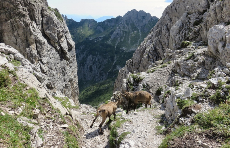 Passo del Mus, stambecchi, Dolomiti Friulane, Friuli, un anello tra le Dolomiti friulane