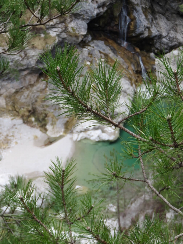 pozze smeraldine, Val Tramontina, Friuli Venezia Giulia, tra i rami di abete