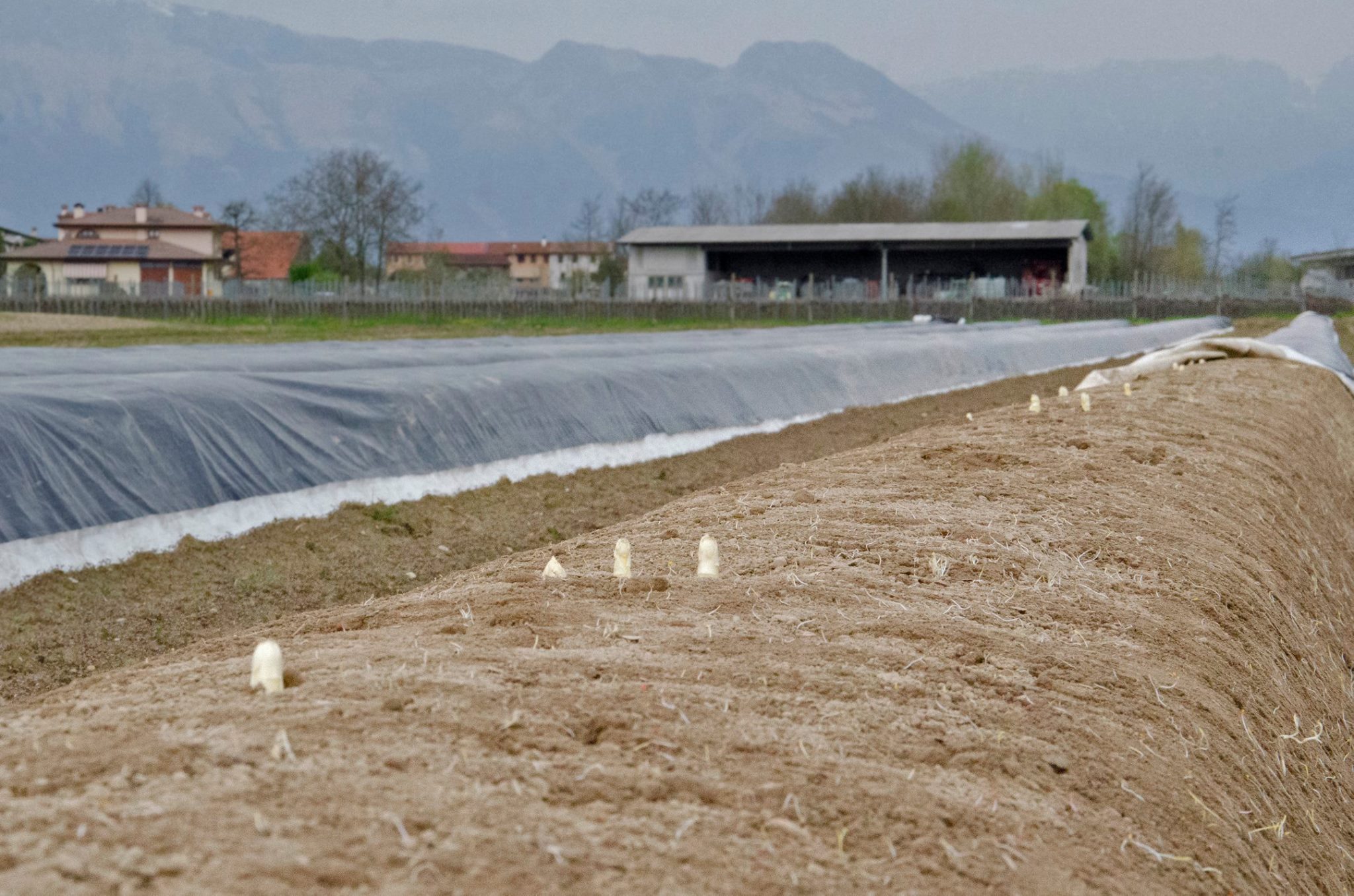 salotto dell'asparago Cordenons, terreni coltivati ad asparagi in Friuli