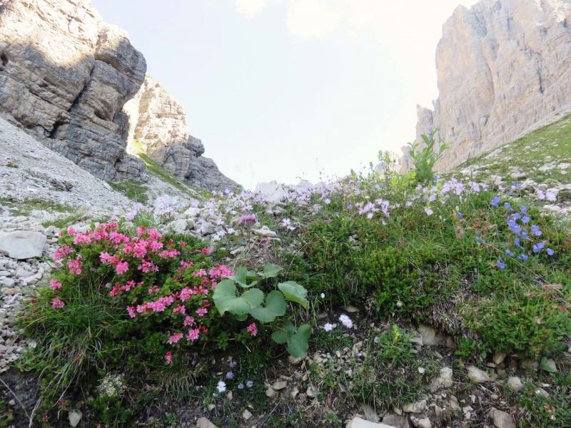 Trekking Dolomiti, fiori vicini al Campanile di Val Montanaia, nella Val Cimoliana, Dolomiti del Friuli