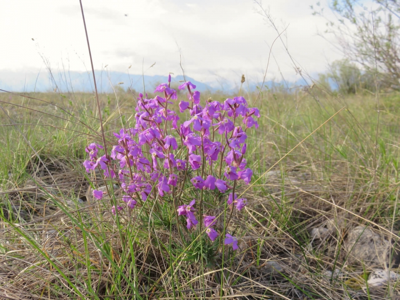 Magredi, fiore viola nella steppa del Friuli