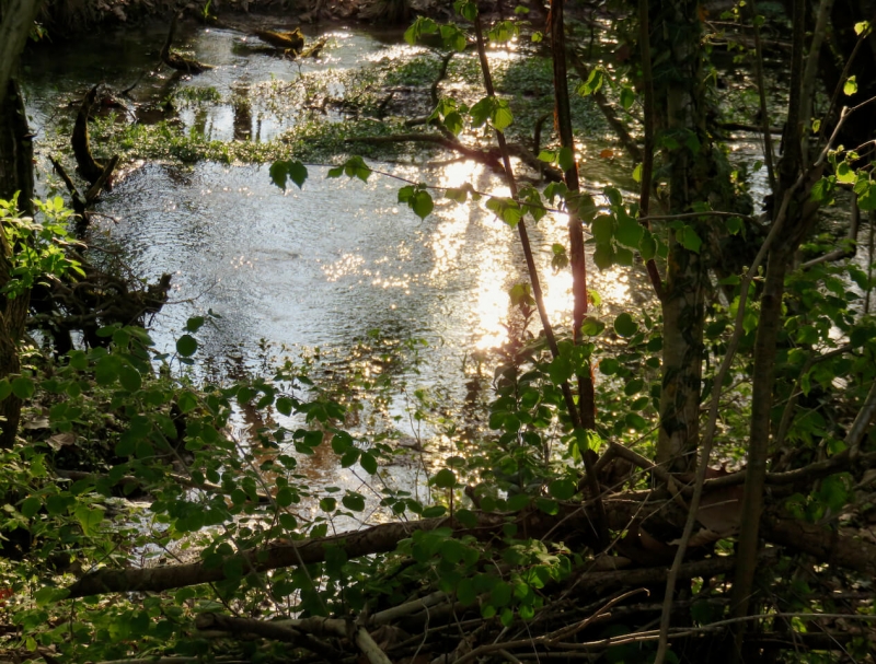 risorgive di Cordenons, pozza d'acqua con sole in Friuli