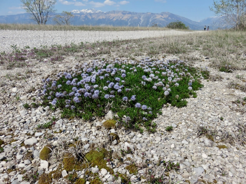 Magredi, Vivaro, steppa Friuli Venezia Giulia, macchia di fiori e due persone che camminano