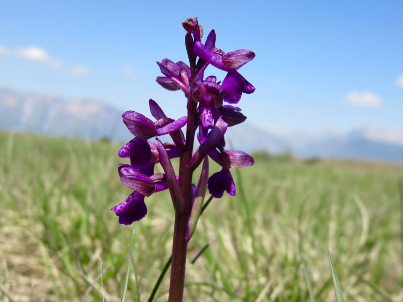 Magredi, Vivaro, steppa Friuli Venezia Giulia, orchidea selvatica