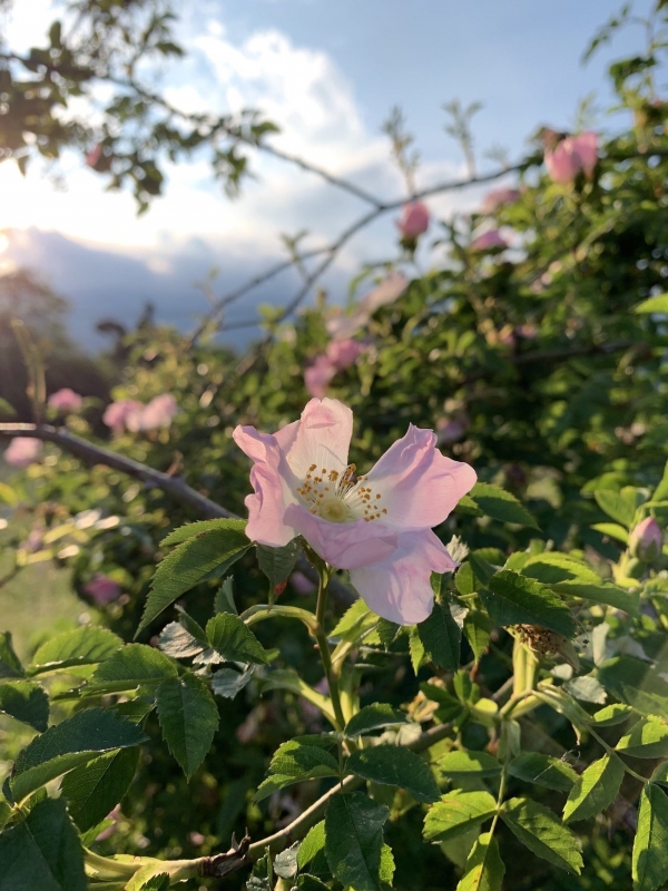fiore rosa canina, pedemontana del Friuli, Dardago