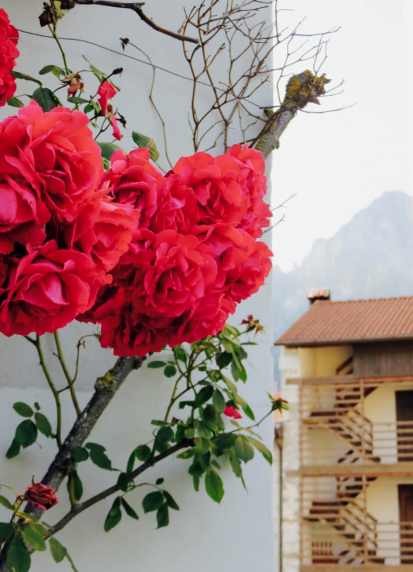  Andreis, rose rosse in primo piano, Friuli