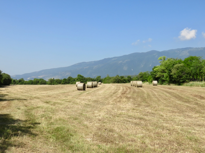 pedemontana Friuli, Budoia