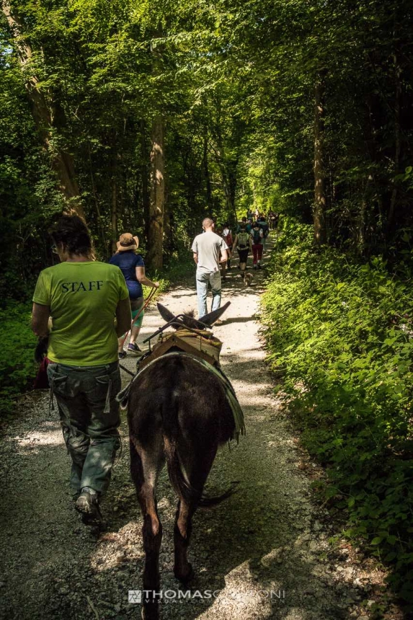  trekking con asini, compagnia degli asinelli, ciucoraduno, cammino san cristoforo, Friuli, asini in cammino nei boschi della Pedemontana Friuli