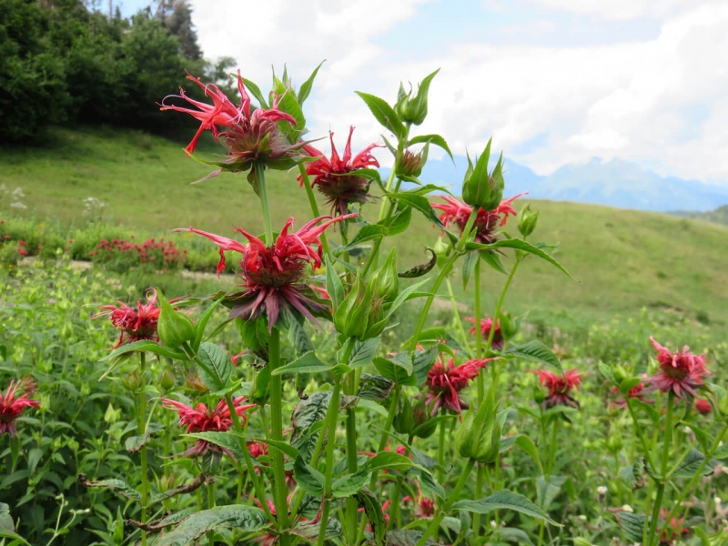 valmorel, le Zércole, agriturismo a Valmorel, fiori di Monarda