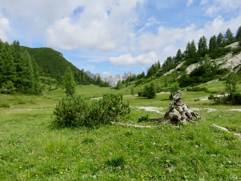 fine estate Friuli, forcella Savalons, dolomiti friulane, tronco di legno nella radura