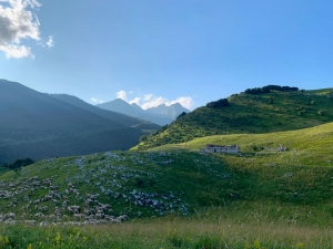 fine estate Friuli, panorama del Piancavallo con gregge di pecore e casera abbanondata