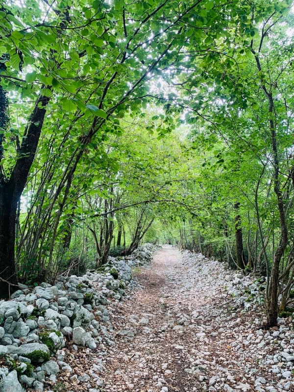 fine estate Friuli, un sentiero nel ruial di Dardago, Friuli