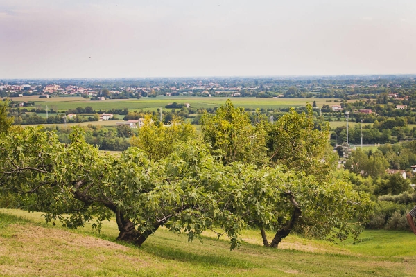 piante di figo moro, colline di Caneva