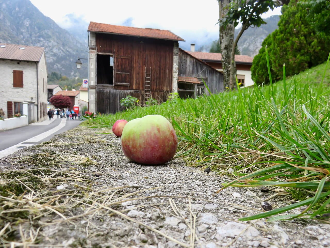 mostra mele antiche, andreis, mele per terra in paese di montagna friulana