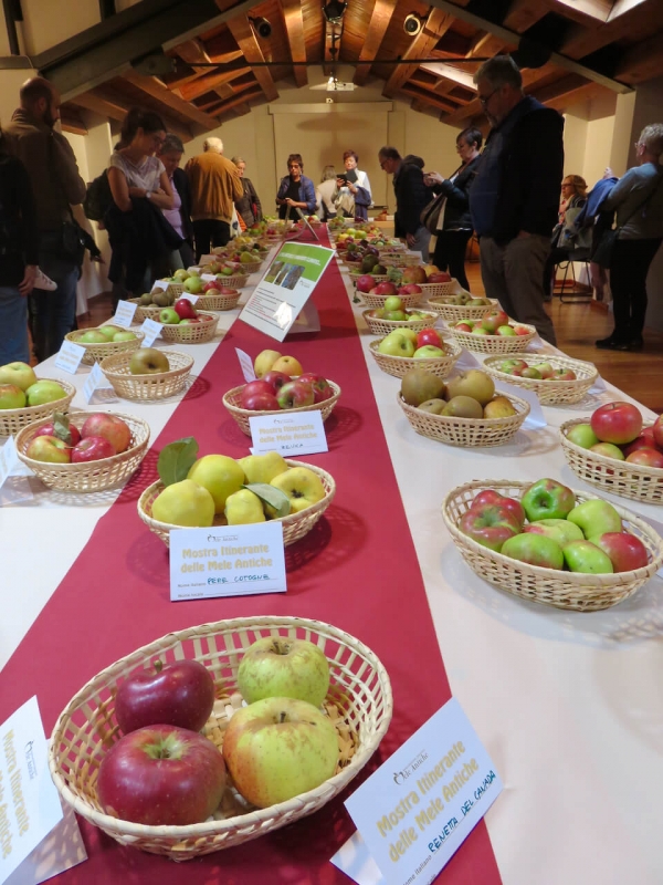  mostra mele antiche, tavolo con antiche varietà di mele in mostra