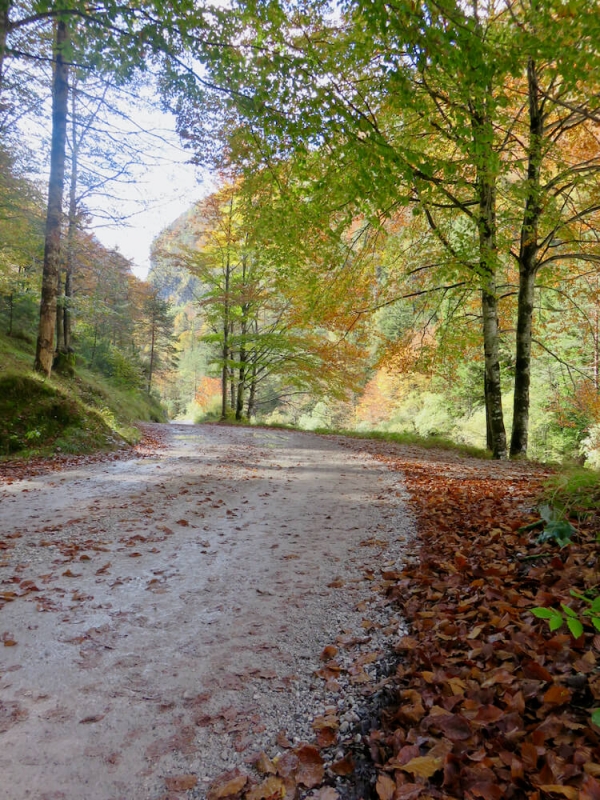  autunno tra le Dolomiti, strada nel bosco di faggi con i colori del primo autunno, Val Cimoliana