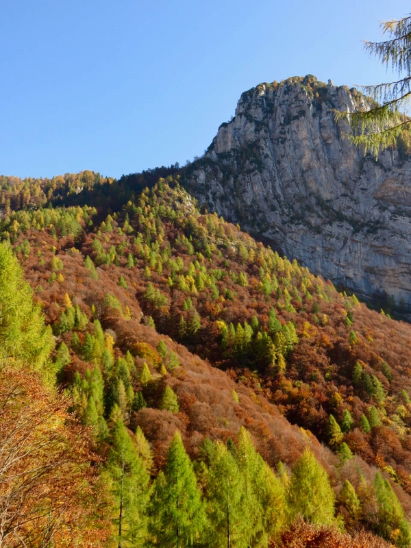  val zemola sopra Erto, boschi d'autunno sul Monte Porgeit 