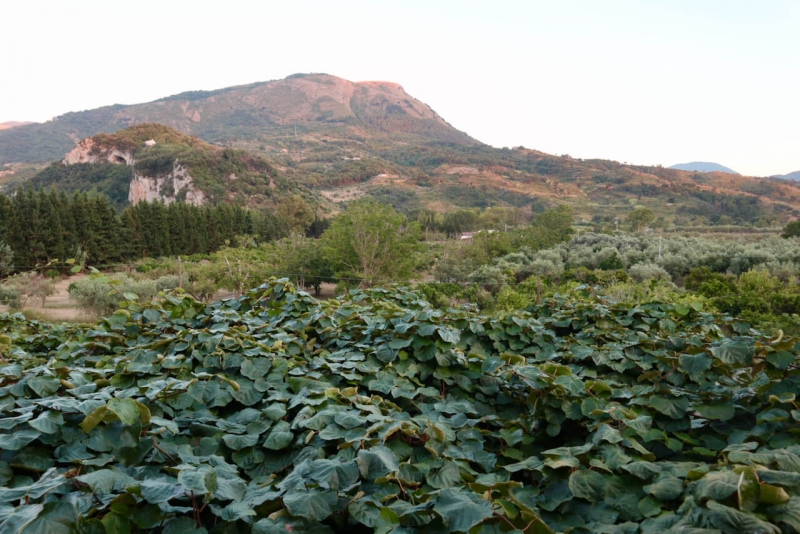  agriturismo I Cedri Calabria